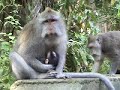 Bali Sacred Monkey Forest, Ubud, Indonesia