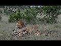 Playful Lion Cubs Tease Dad