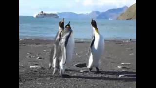 Birbirlerini Döven Penguenler