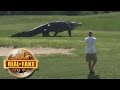 GIANT ALLIGATOR ON GOLF COURSE - real or fake?