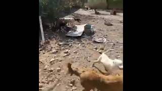 Сотни Бездомных Собаки Таджик Покормить
