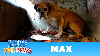 Rescue of a senior dog by the freeway could have gone horribly wrong!