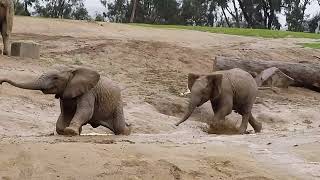 Baby elephants splash in the mud | San Diego Zoo Safari Park