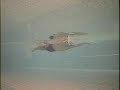 Total Immersion Swimming Freestyle Demo by Shinji Takeuchi