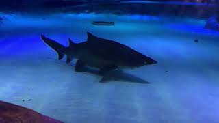 Ayt, Aquarium 2021 Shark
