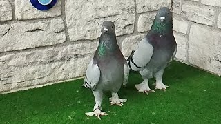 İstanbul Canlı Güvercin Mezatı Engin Karagül