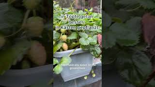Obst Auf Deutsch Fruit In German Die Erdbeere Strawberry