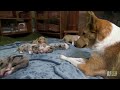 collie