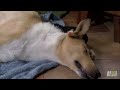 collie