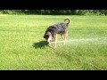 Jack the dog vs sprinkler