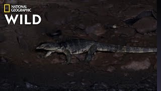 Lizard Swims Through Poop To Eat Bat | Dead By Dawn