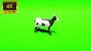 005 - Green Screen Chroma Key Animal 4K Goat
