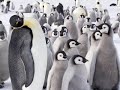 Emperor Penguins