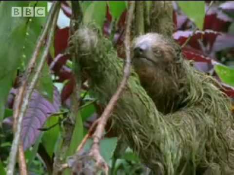 Mouldy Sloth: Amazing Animals - Amazon Assassin - BBC wildlife