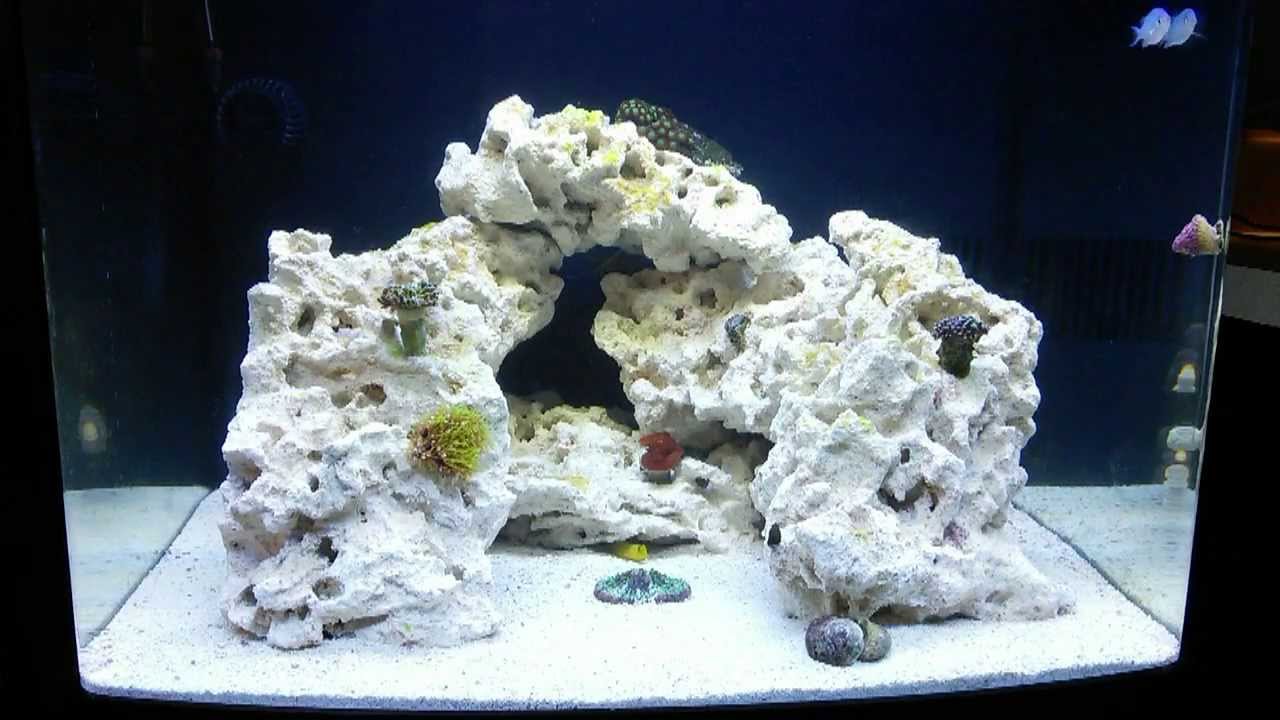 Saltwater Rookie - Biocube 29g - Adding Beginner Corals