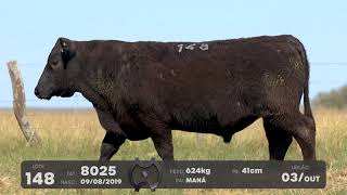 LOTE 148 - TOUROS ANGUS - LEILÃO SÃO BIBIANO 2021