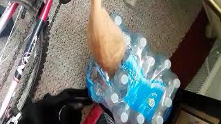 Orange cat playing in a water bottle case so cute silly