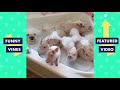 TRY NOT TO LAUGH - Cute PETS & Funny ANIMALS! | Funny Videos 2018