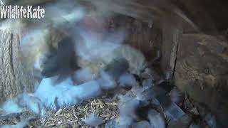 WARNING! Graphic content_March 15 Stock Dove killed by tawny_ InteriorCam