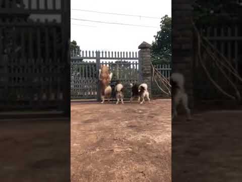 My funny dog - funny Cats and Dogs videos compilation #1