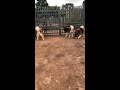 My funny dog - funny Cats and Dogs videos compilation #1