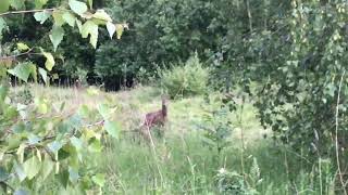 Deer In Felpham April 2021
