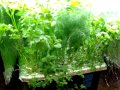 Final Update on indoor hydroponic kitchen herb garden.