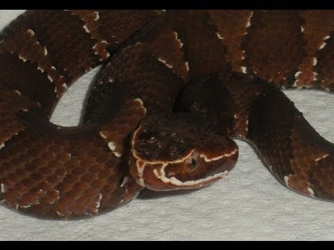 Header of Agkistrodon bilineatus