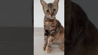 Kucing Lucu#Shorts #Short #Shortvideo #Kucing