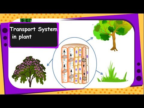 transpiration xylem and plant Different parts of the plant are involved in transport or movement of water and dioxide from the air, transpiration also enables xylem transport. transpiration xylem and plant Different parts of the plant are involved in transport or movement of water and dioxide from the air, transpiration also enables xylem transport.