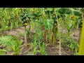 subhash palekar 5 layer natural farming | agriculture friend | multi layer farming