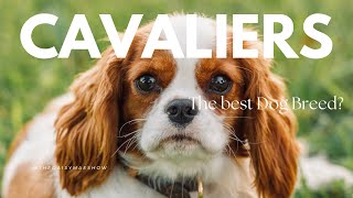 Vaut-Il La Peine Dacquérir Un Cavalier King Charles Spaniel En 2025 ?