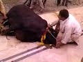 Cow Qurbani Karachi 2013 Hd Bakra Eid Clips 2013 images Cow Qurbani Karachi 2013 Hd Bakra Eid Clips 2013