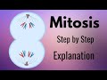 Mitosis! Explained Step by Step with Animation