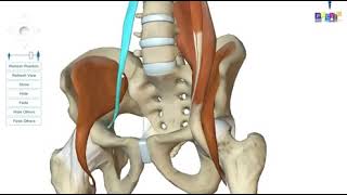 PROMED Anatomie l'anatomie des membres inférieurs