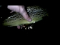 Fly Fishing for Monster Brown Trout at Night.( Switch Rod )