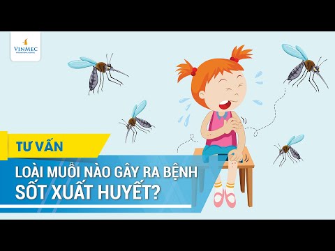 Muỗi nào gây sốt xuất huyết?