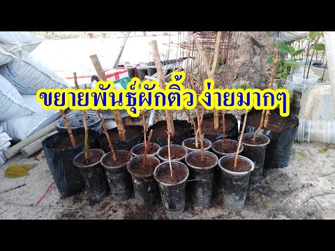 มาขยายพันธุ์ผักติ้วกันครับ