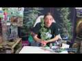Harvesting the Royal Queen Seeds Quick One Autoflowering Cannabis Plant