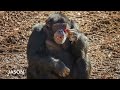 Chimps Go Outdoors for the First Time!