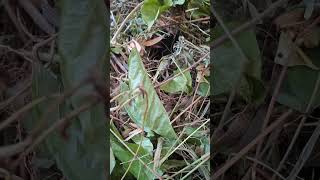 Cerita Orang Dayak Tomun Pelihara Babi Di Hutan