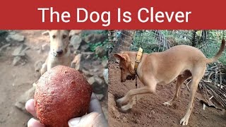 This dog will hide the stale food itself|ഈ നായ പഴകിയ ഭക്ഷണം തനിയെ മറവ്ചെയ്യും