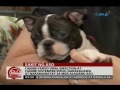 24 Oras: Canine parvo viral infection at canine distemper virus, nakamamatay sa mga alagang aso