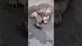 How Fast Is A Snapping Turtles Bite?