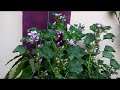 318 - Beautiful Garden of Mrs. Reena Chauhan & Dr. Chauhan (Hindi /Urdu) 2/3/17