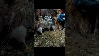 Quş Yuvasına Basqın