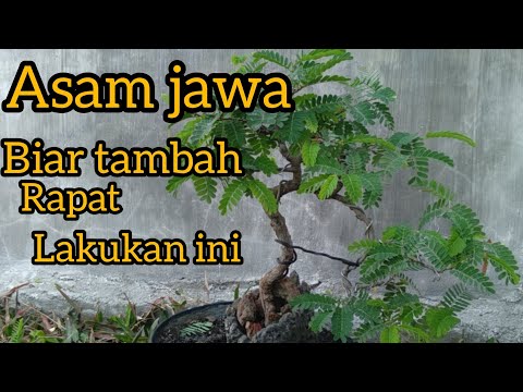 manfaat pruning pada bonsai asam jawa #sahabatkoh #jokomoker