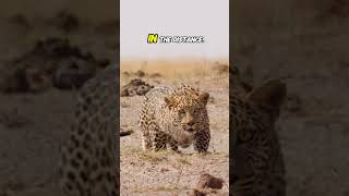 Rare Moment Cheetah Caught On Camera Stalking Its Prey
