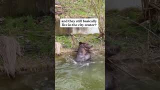Did You Know That Bern, Switzerland Was Named After A Bear And They Still Basically Live In The City