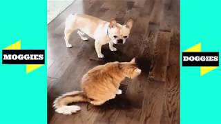 Dogs and Funny Cats Videos | Funny Animals Fails - Moggies & Doggies